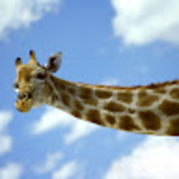 Meet your Posher, Rachel - Picture 1 of 1